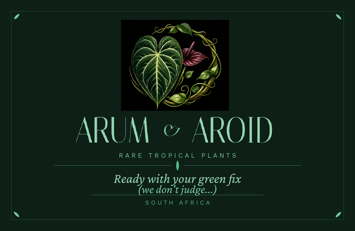 Arum and Aroid